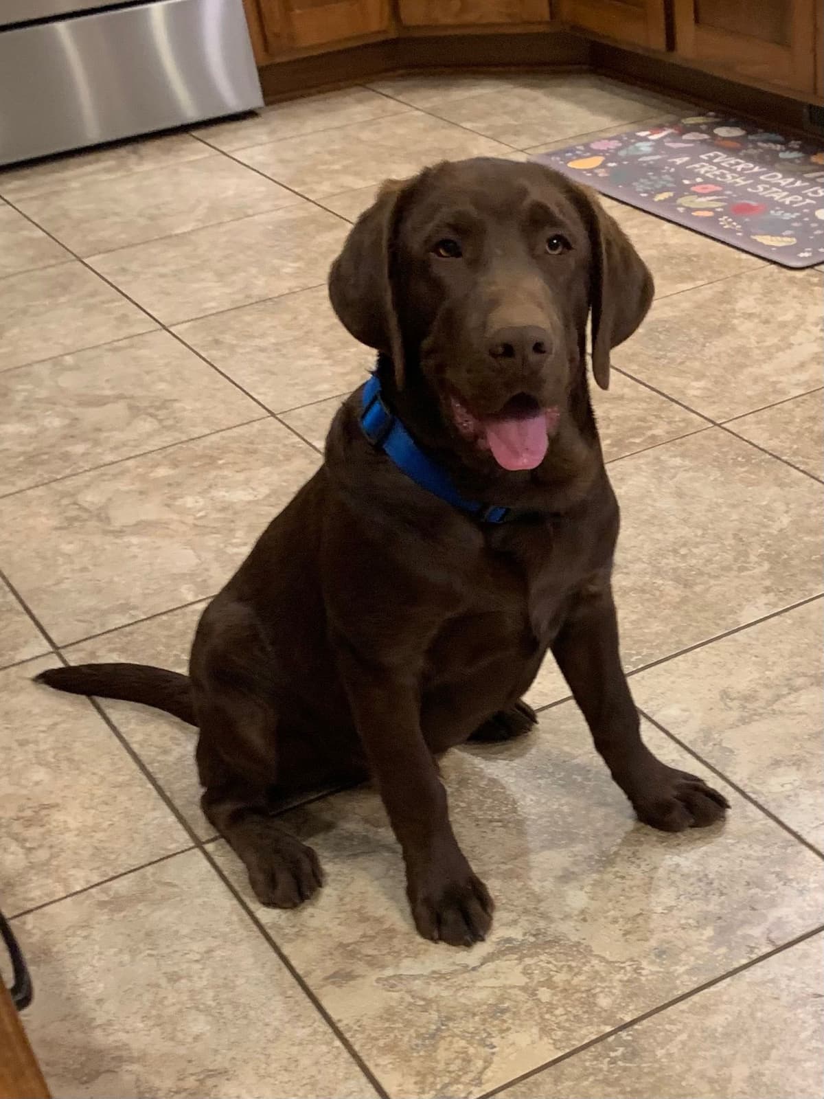 Labrador Retriever Puppies breeder image 7