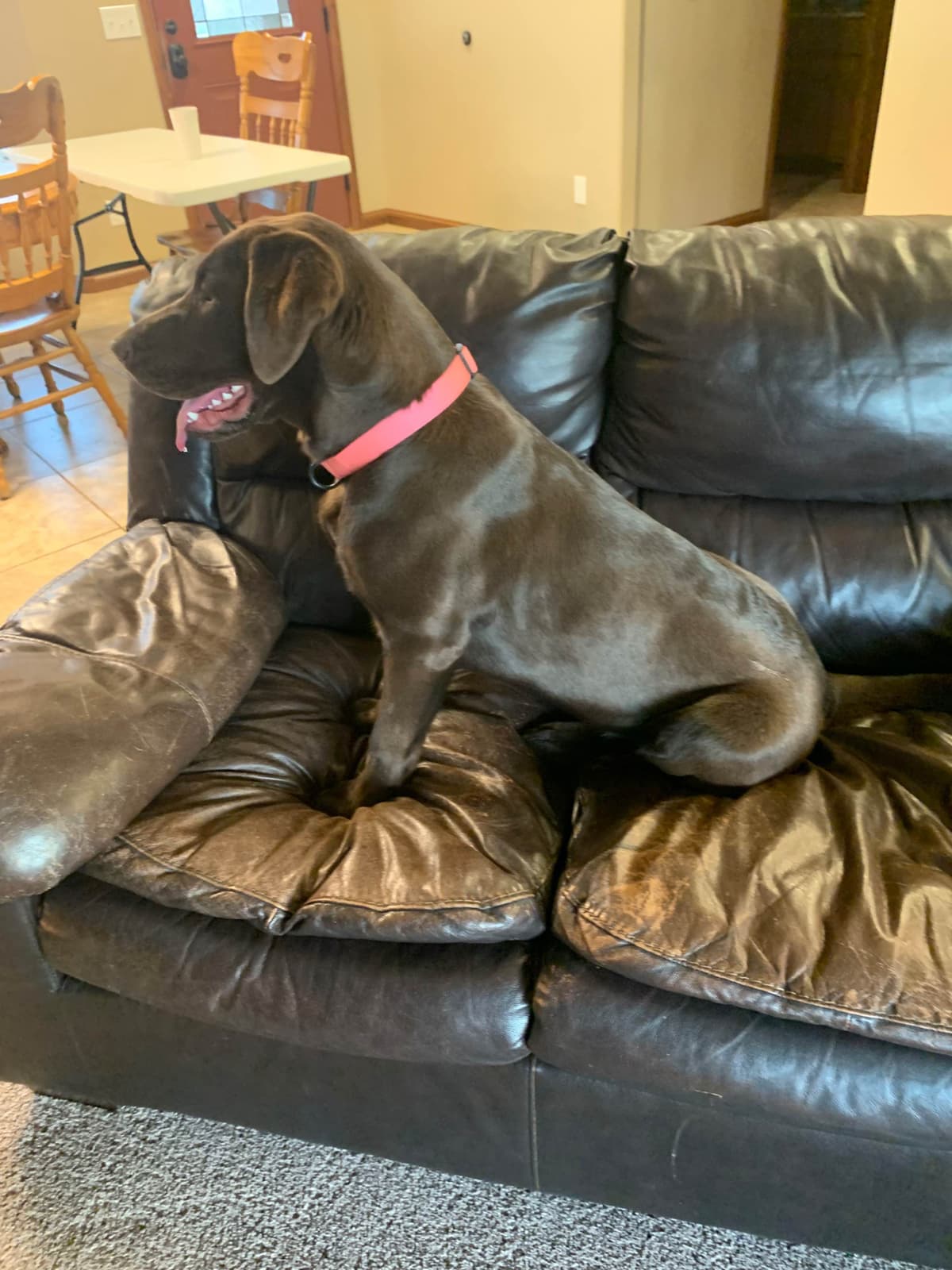 Labrador Retriever Puppies breeder image 9