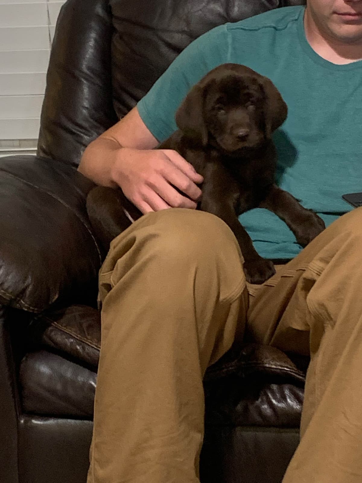 Labrador Retriever Puppies breeder image 12