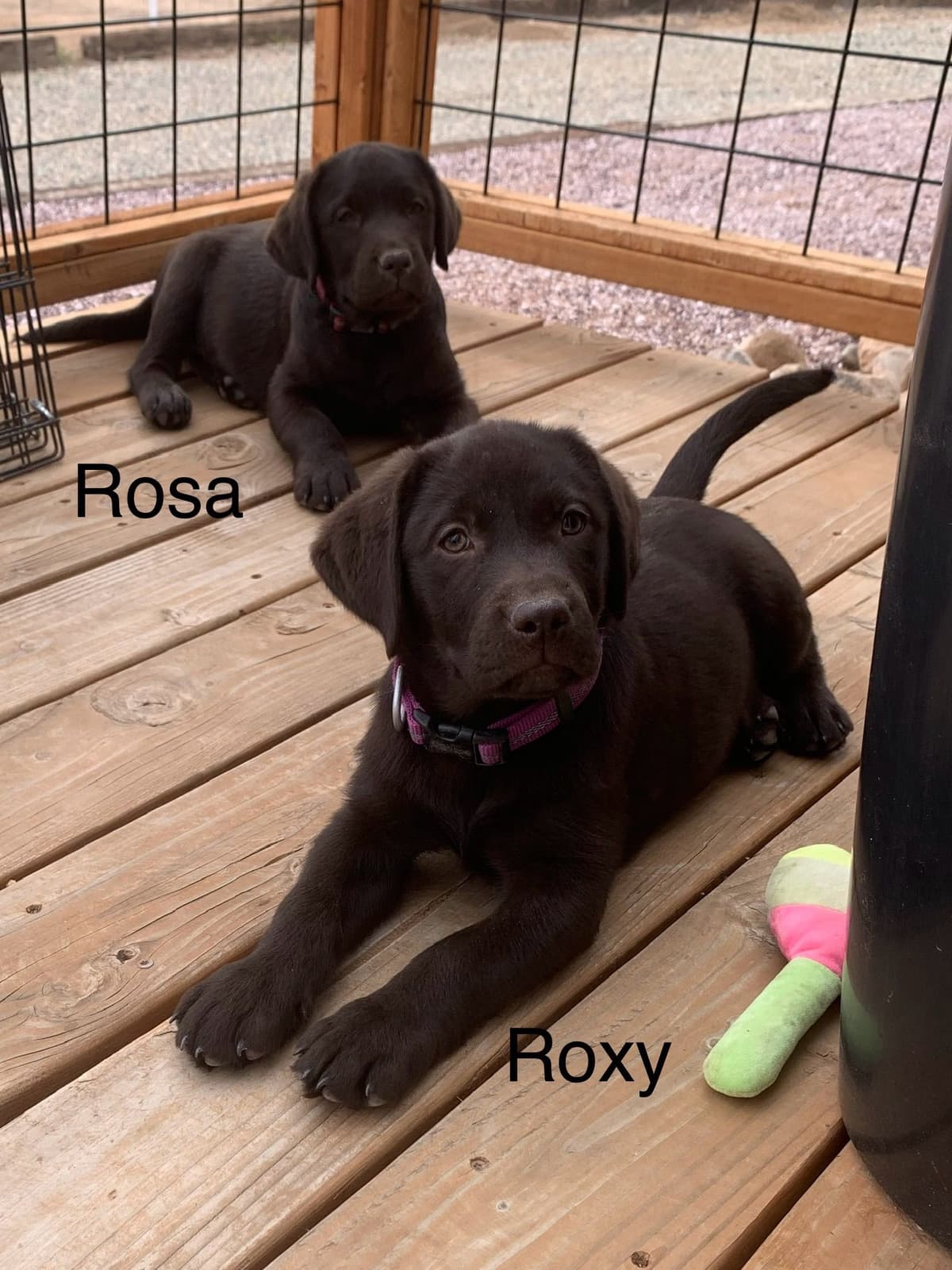 Labrador Retriever Puppies breeder image 1