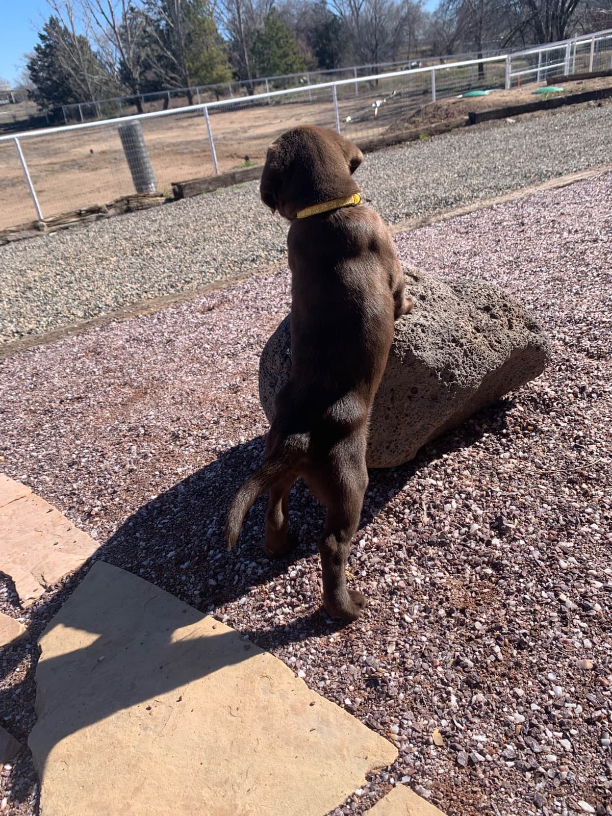 Labrador Retriever Puppies breeder image 15