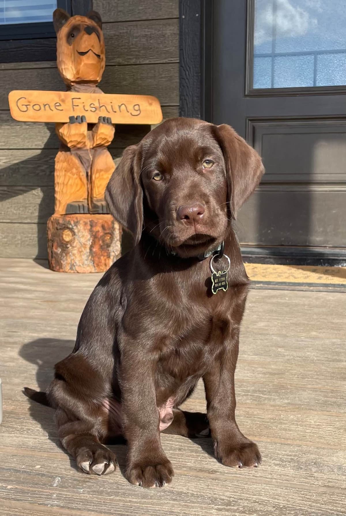 Labrador Retriever Puppies breeder image 14