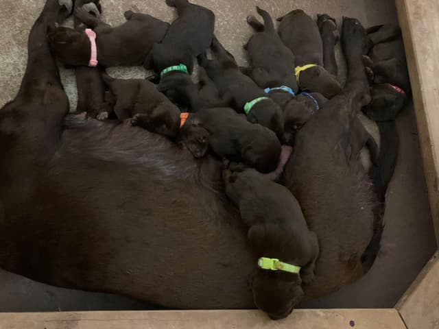 Labrador Retriever Puppies media 12
