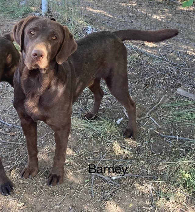 Labrador Retriever Puppies media 16