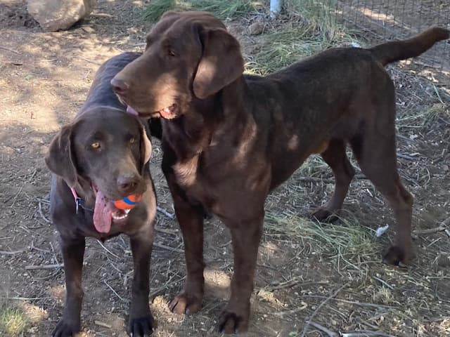 Labrador Retriever Puppies media 14
