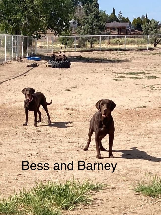 Labrador Retriever Puppies media 13