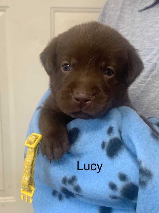 Labrador Retriever Puppies media 9