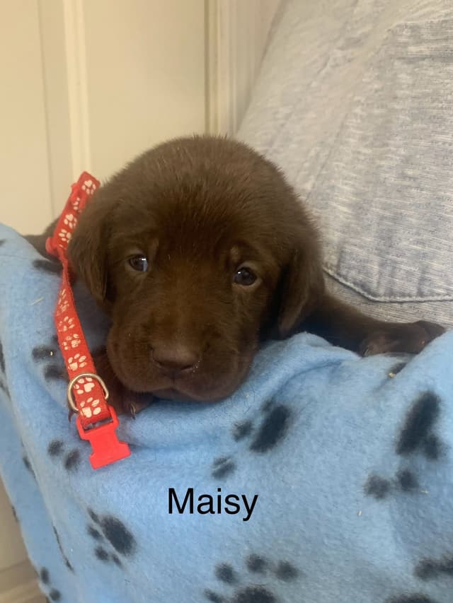 Labrador Retriever Puppies media 10
