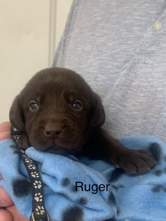 Labrador Retriever Puppies media 11