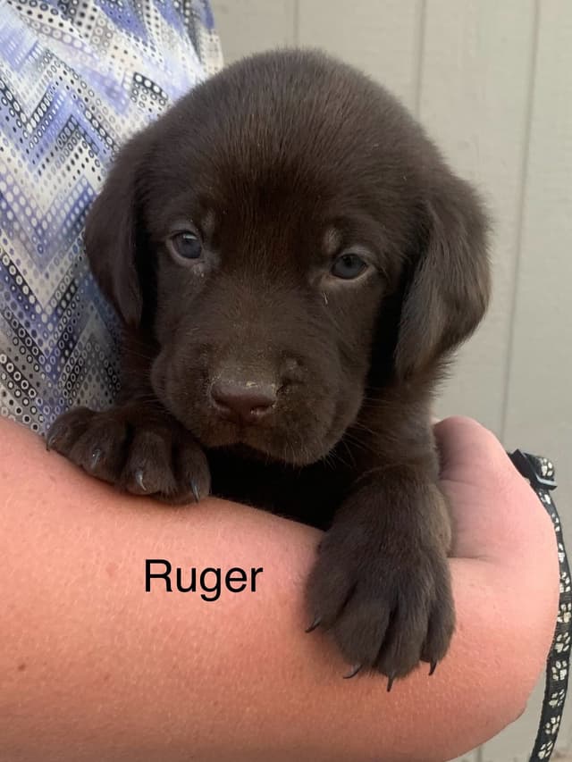 Labrador Retriever Puppies media 6