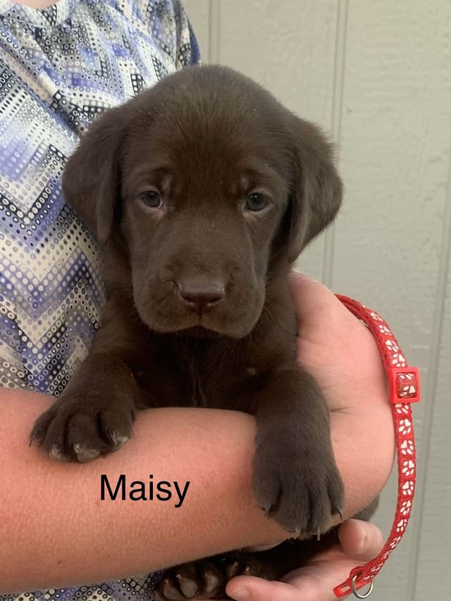 Labrador Retriever Puppies media 7