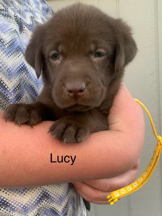 Labrador Retriever Puppies media 8