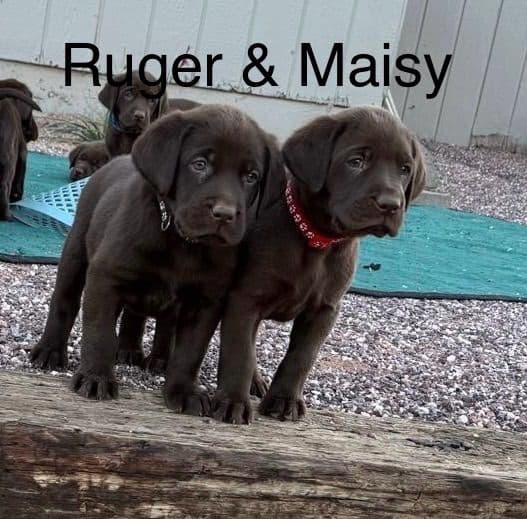 Labrador Retriever Puppies media 5