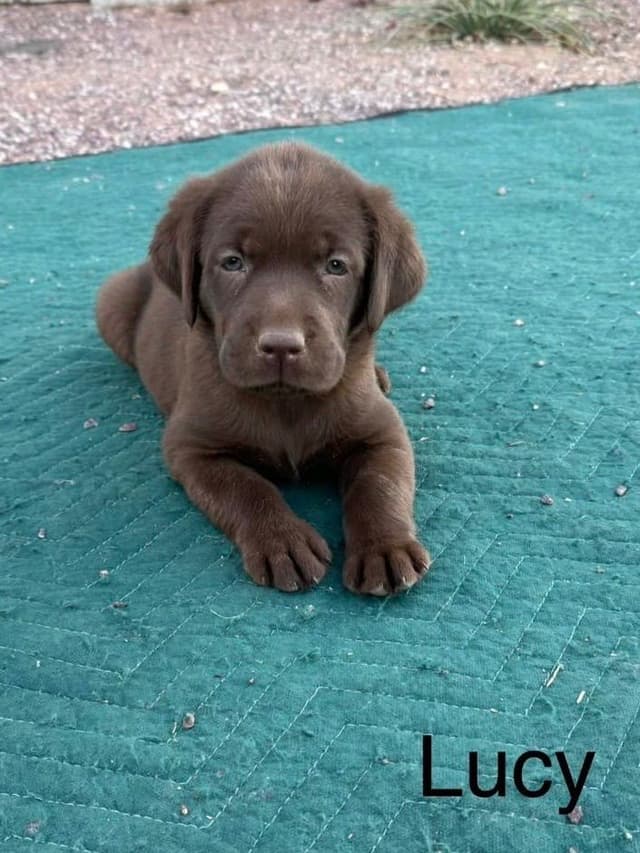 Labrador Retriever Puppies media 2