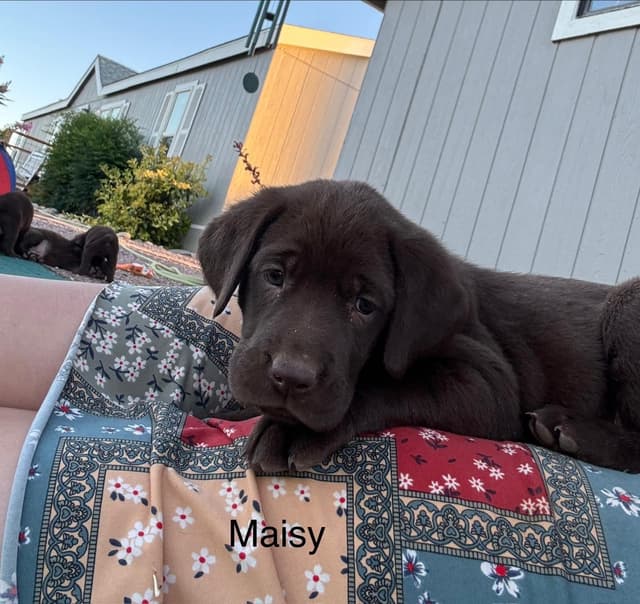 Labrador Retriever Puppies media 3