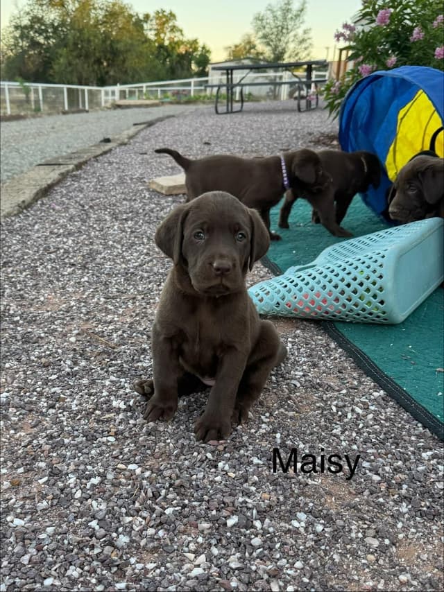 Labrador Retriever Puppies media 4