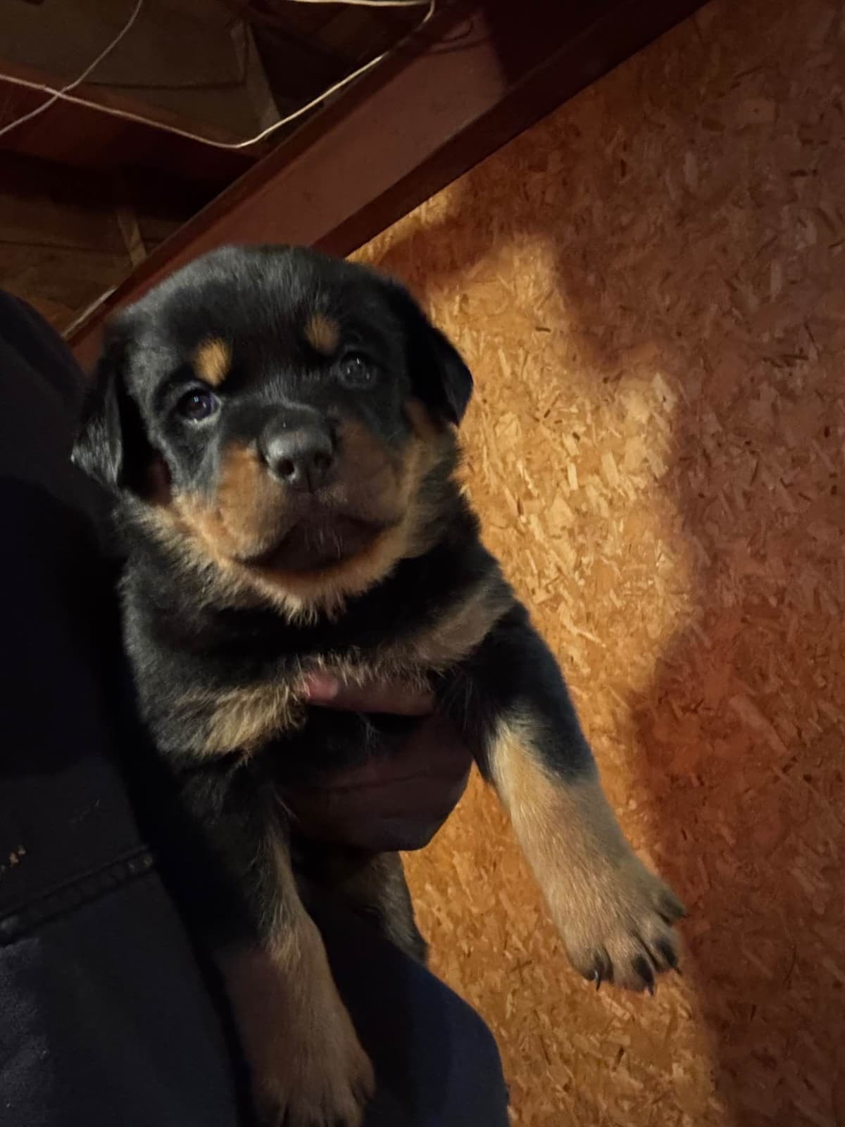 Rottweiler puppies heavy build and superior temperament breeder image 3