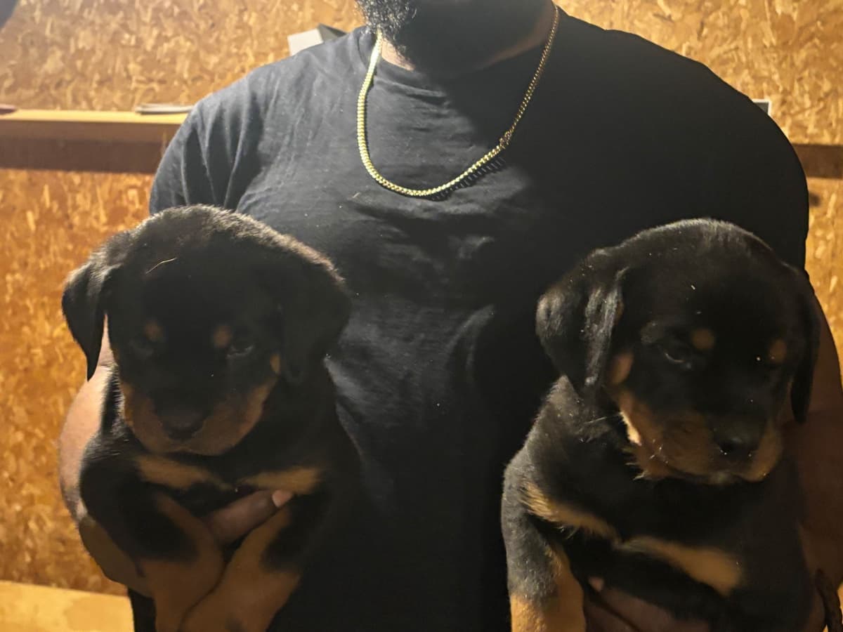 Rottweiler puppies heavy build and superior temperament breeder image 4