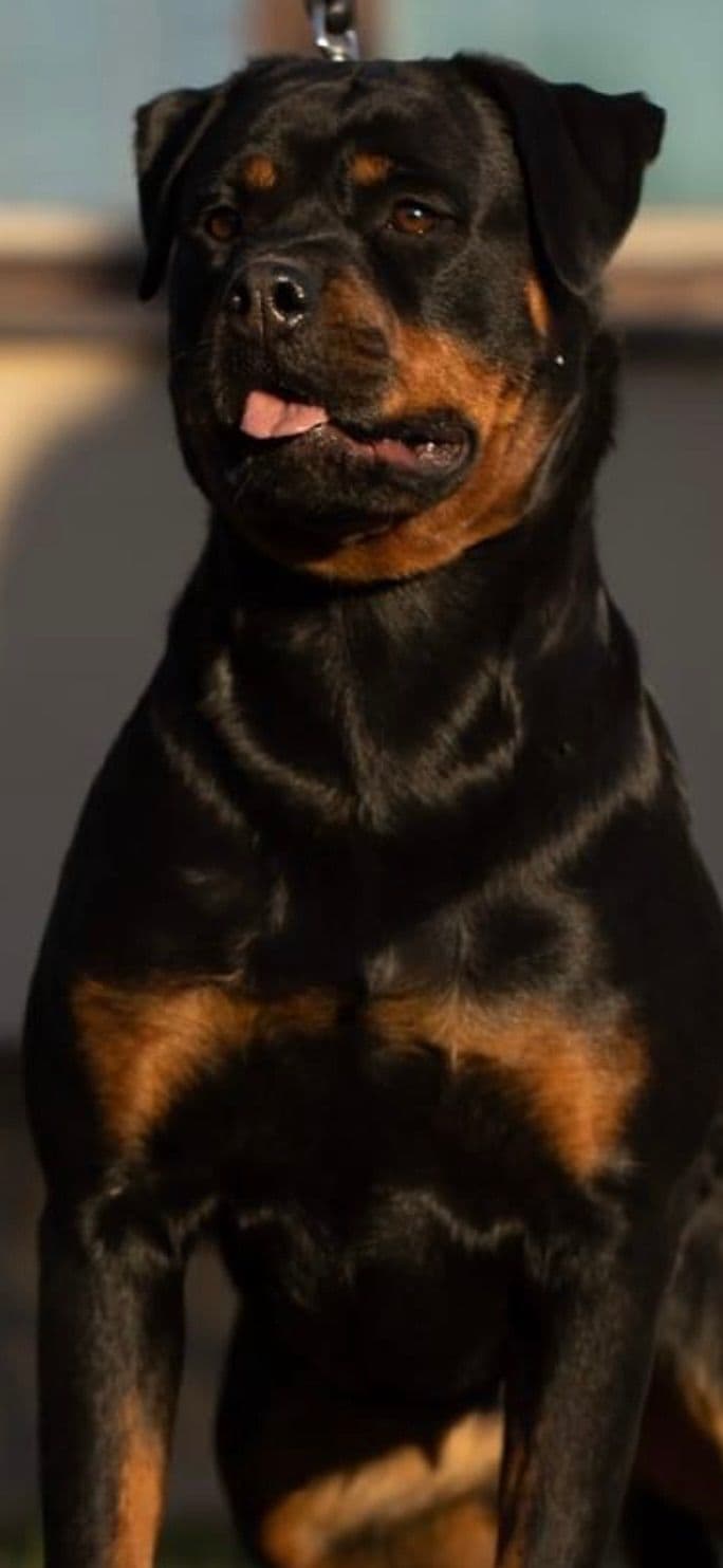 Rottweiler puppies heavy build and superior temperament breeder image 5