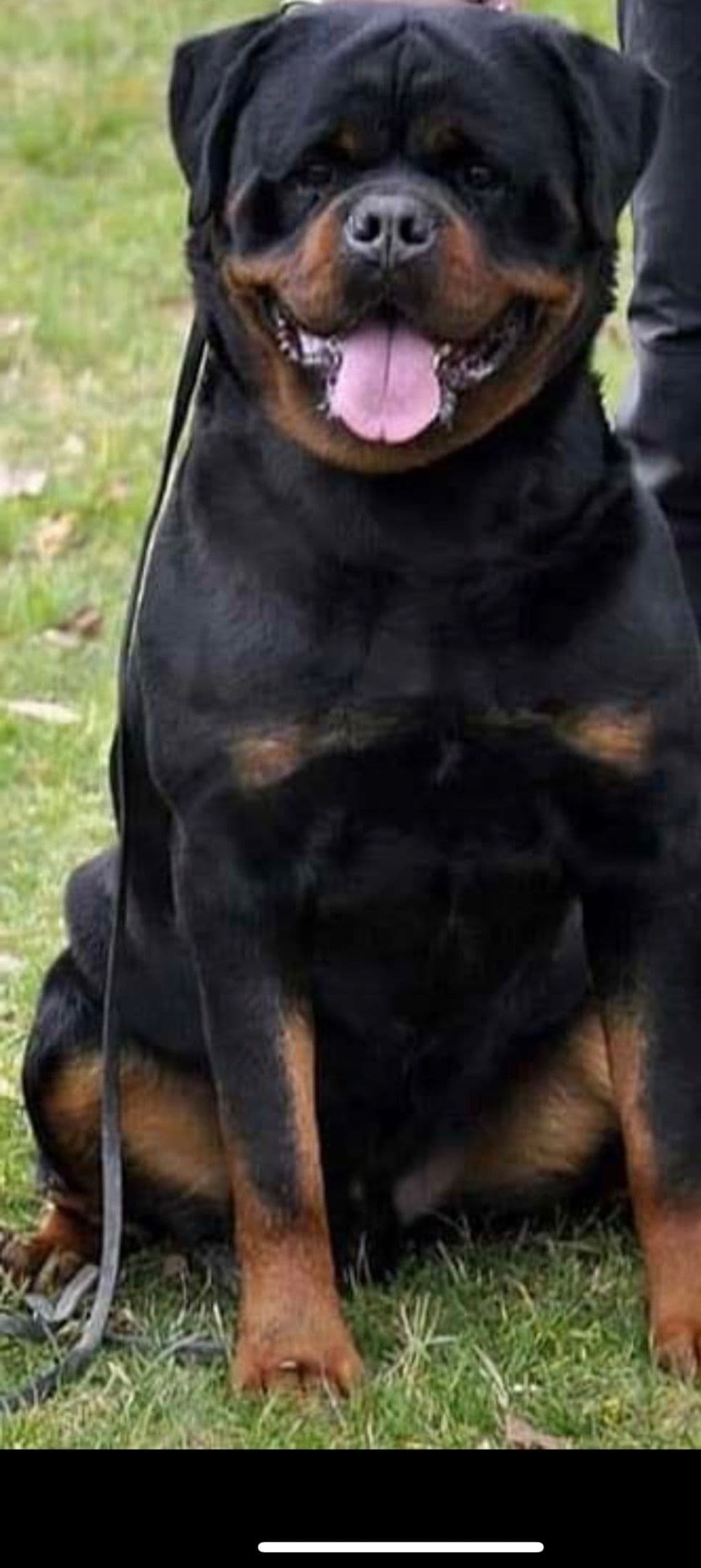 Rottweiler puppies heavy build and superior temperament breeder image 6
