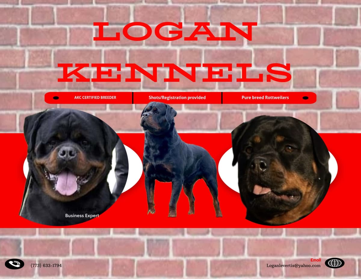 Rottweiler puppies heavy build and superior temperament breeder image 7