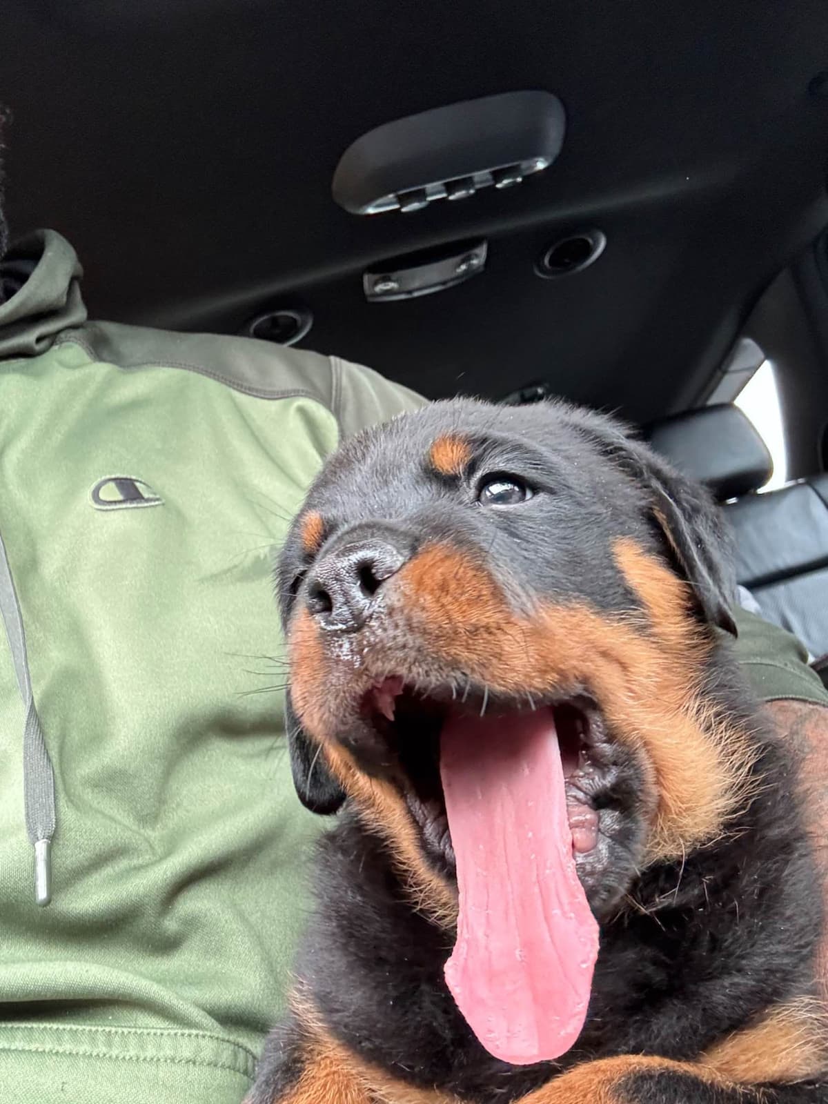 Rottweiler puppies heavy build and superior temperament breeder image 10