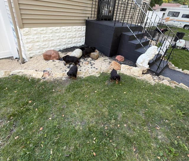 Rottweiler puppies heavy build and superior temperament media 2