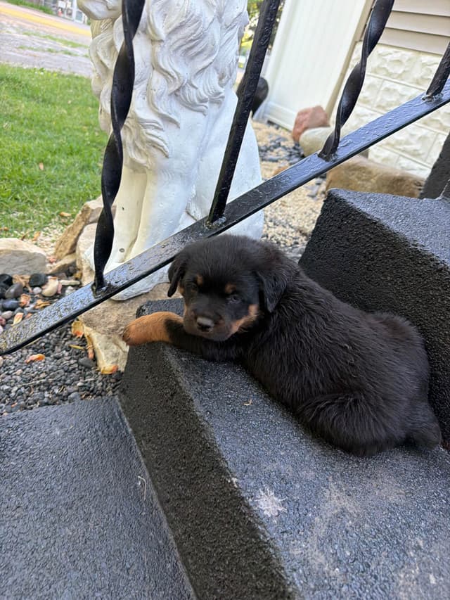 Rottweiler puppies heavy build and superior temperament media 3
