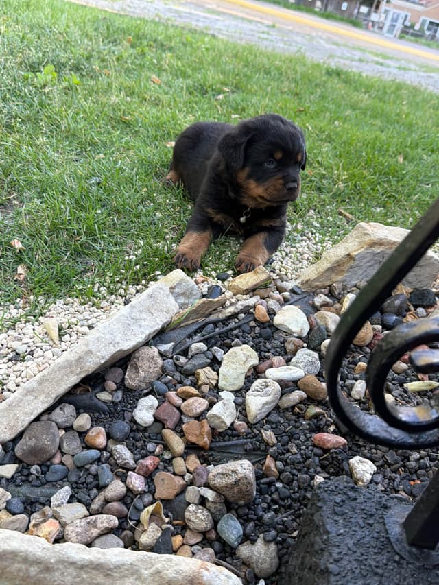 Rottweiler puppies heavy build and superior temperament media 4