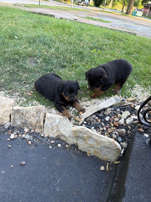 Rottweiler puppies heavy build and superior temperament media 5