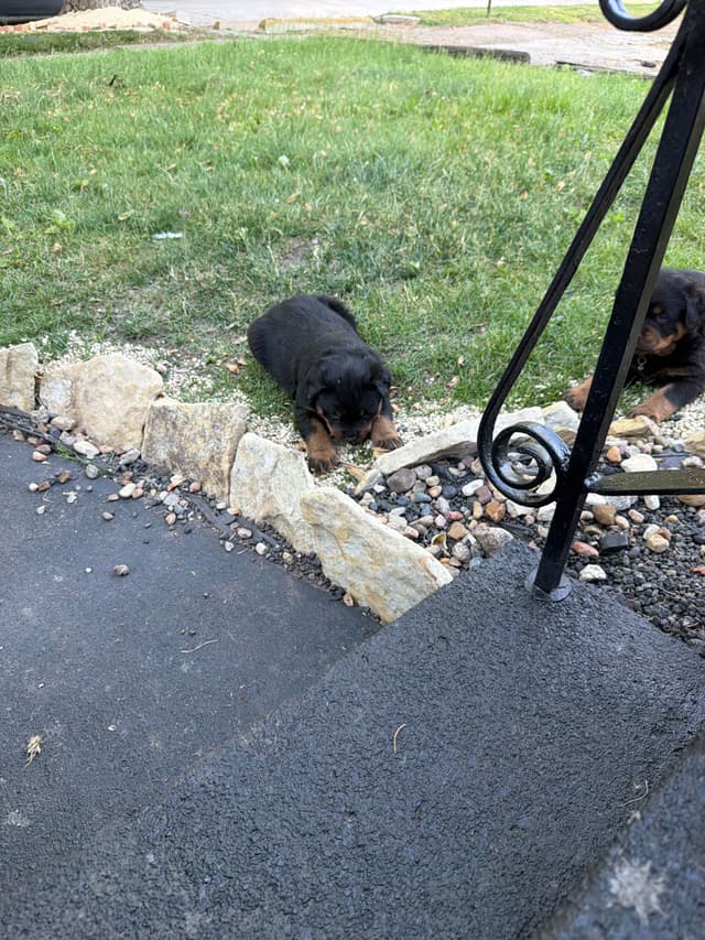 Rottweiler puppies heavy build and superior temperament media 8