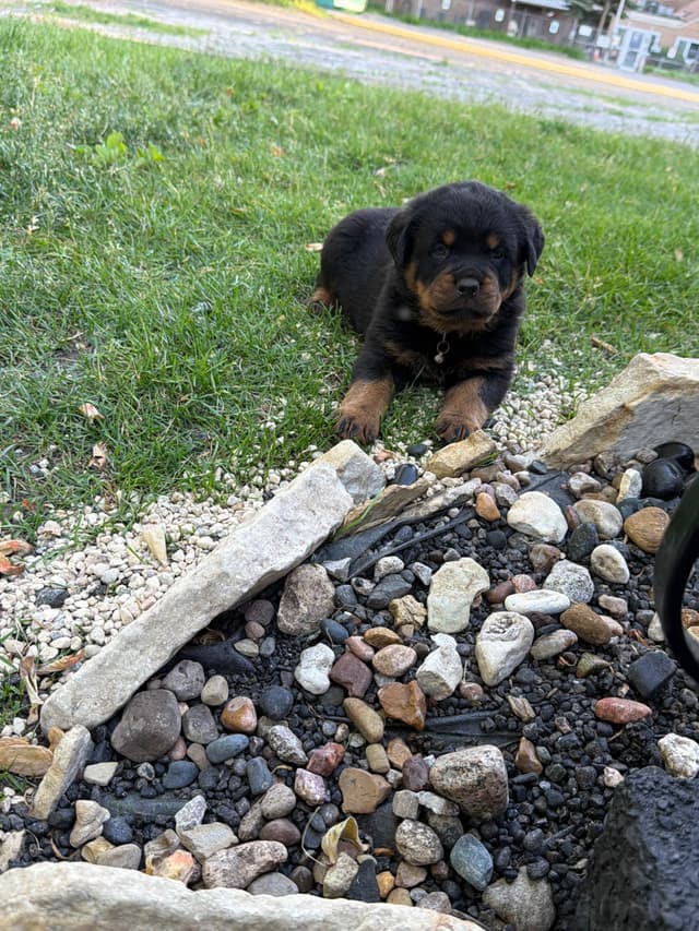 Rottweiler puppies heavy build and superior temperament media 10