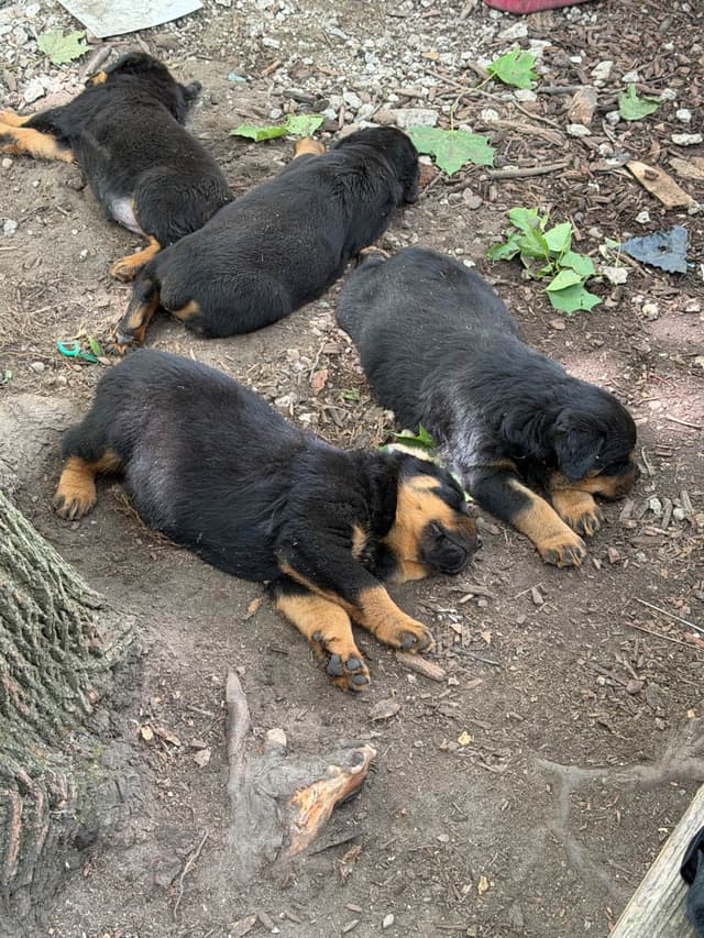 Rottweiler puppies heavy build and superior temperament media 11