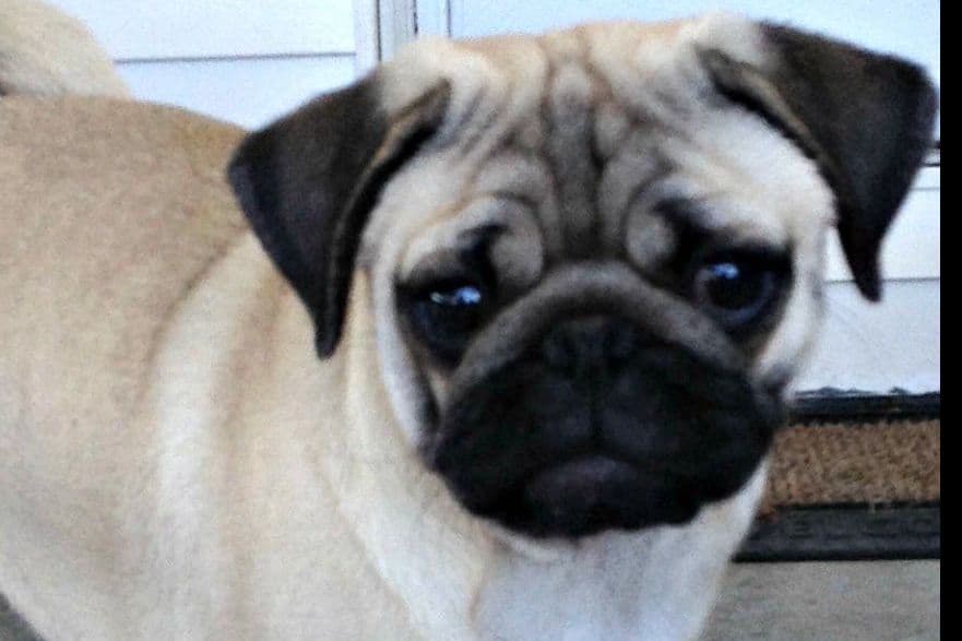 Pug Puppies breeder image 8