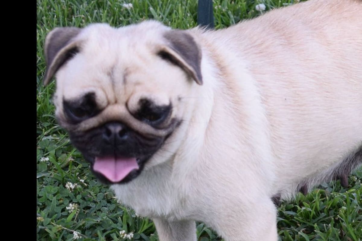 Pug Puppies breeder image 4