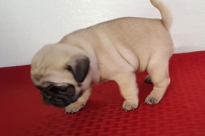 Pug Puppies breeder image 10