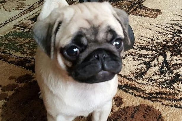 Pug Puppies breeder image 6