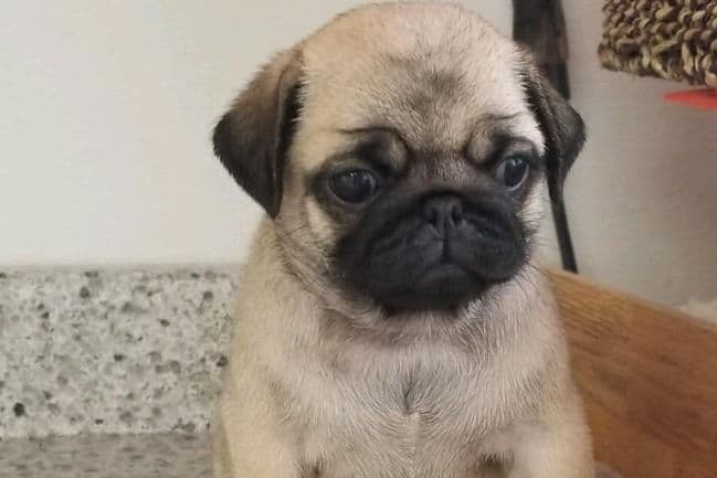 Pug Puppies breeder image 3