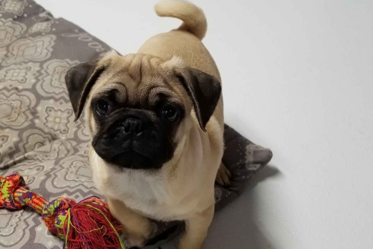 Pug Puppies breeder image 11