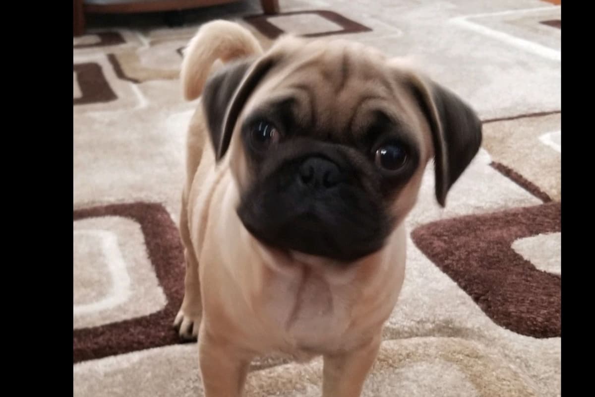 Pug Puppies breeder image 12
