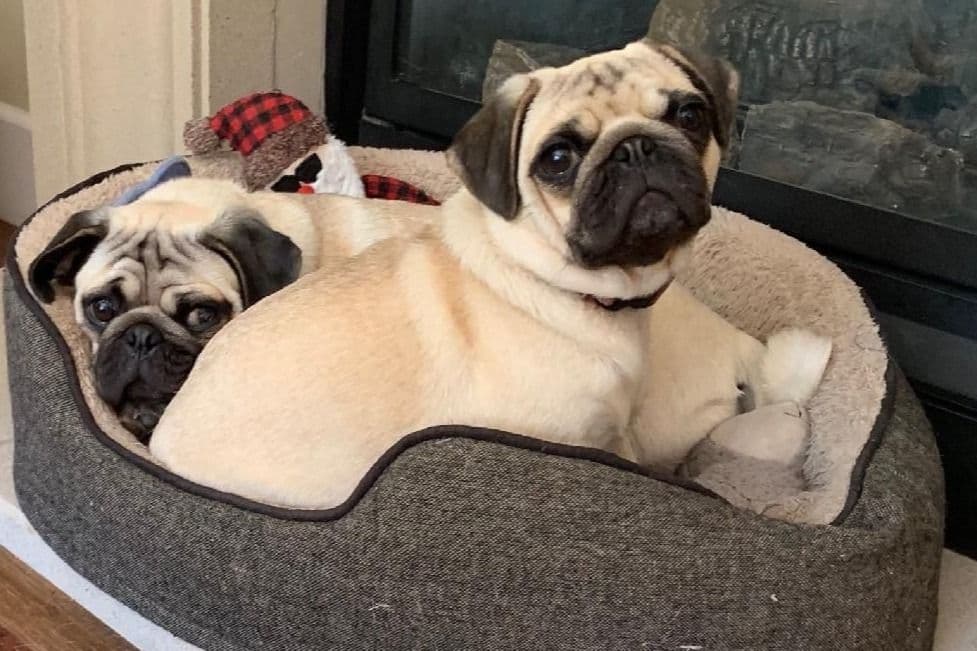 Pug Puppies breeder image 14