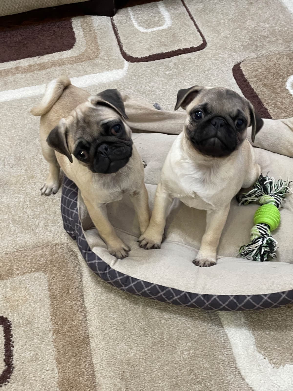 Pug Puppies breeder image 16