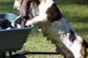 Basset Hound Puppies breeder image 3