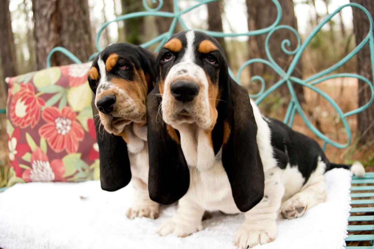 Basset Hound Puppies breeder image 4