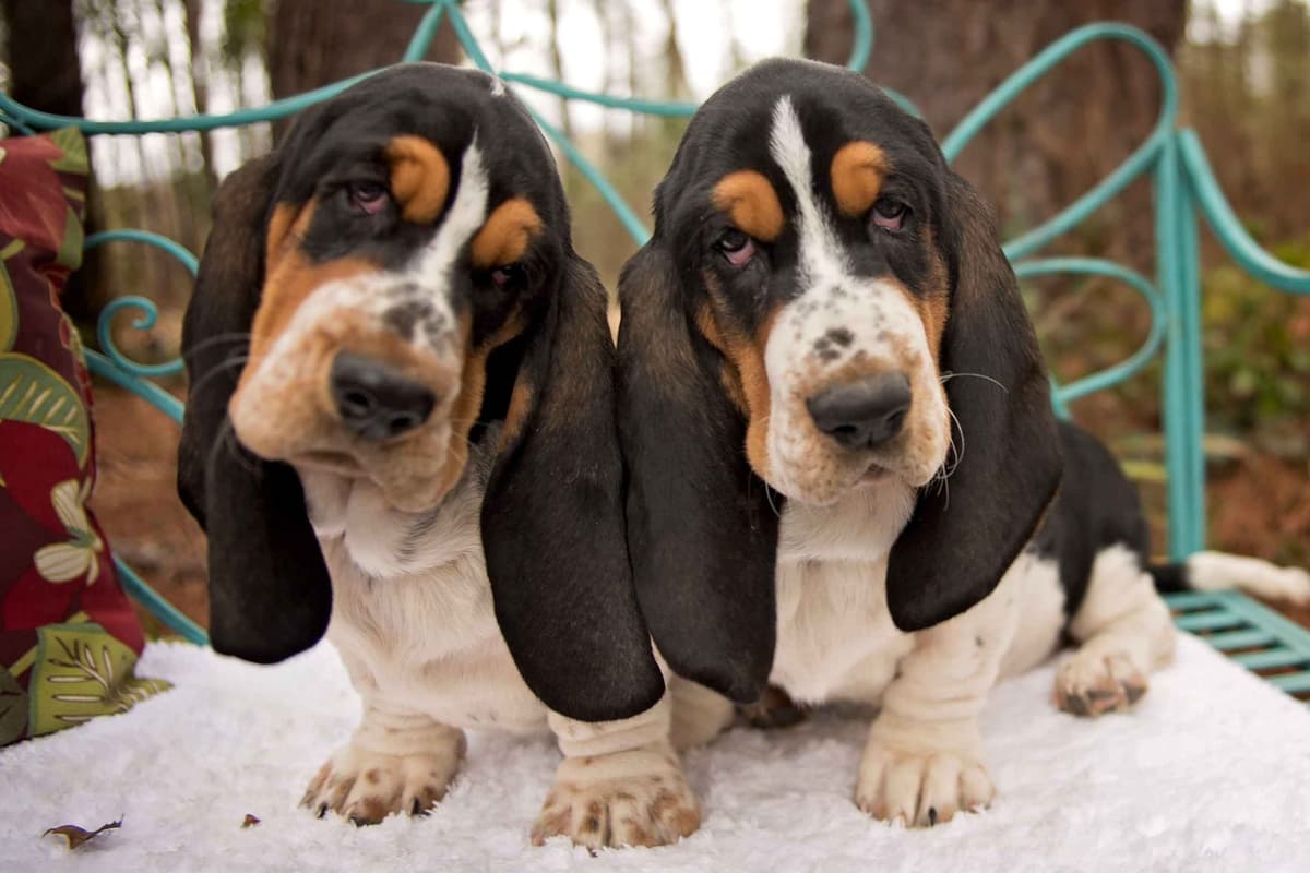 Basset Hound Puppies breeder image 5