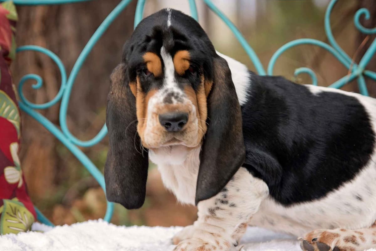 Basset Hound Puppies breeder image 6