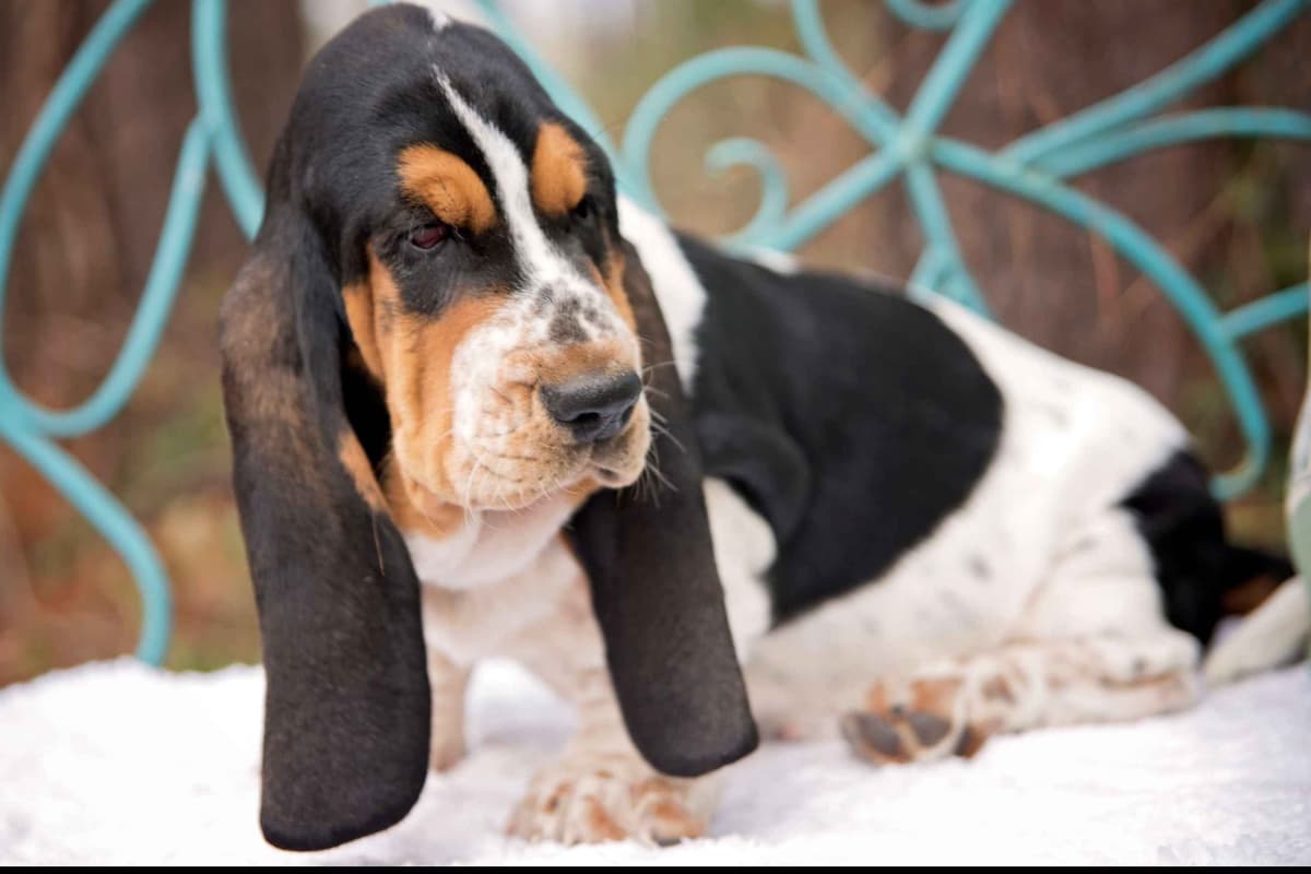 Basset Hound Puppies breeder image 7