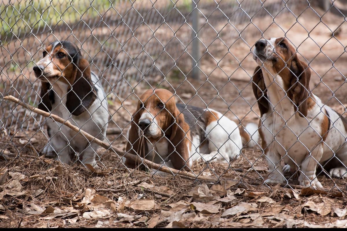 Basset Hound Puppies breeder image 8