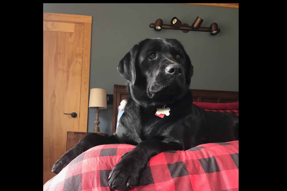 Labrador Retriever Puppies breeder image 2