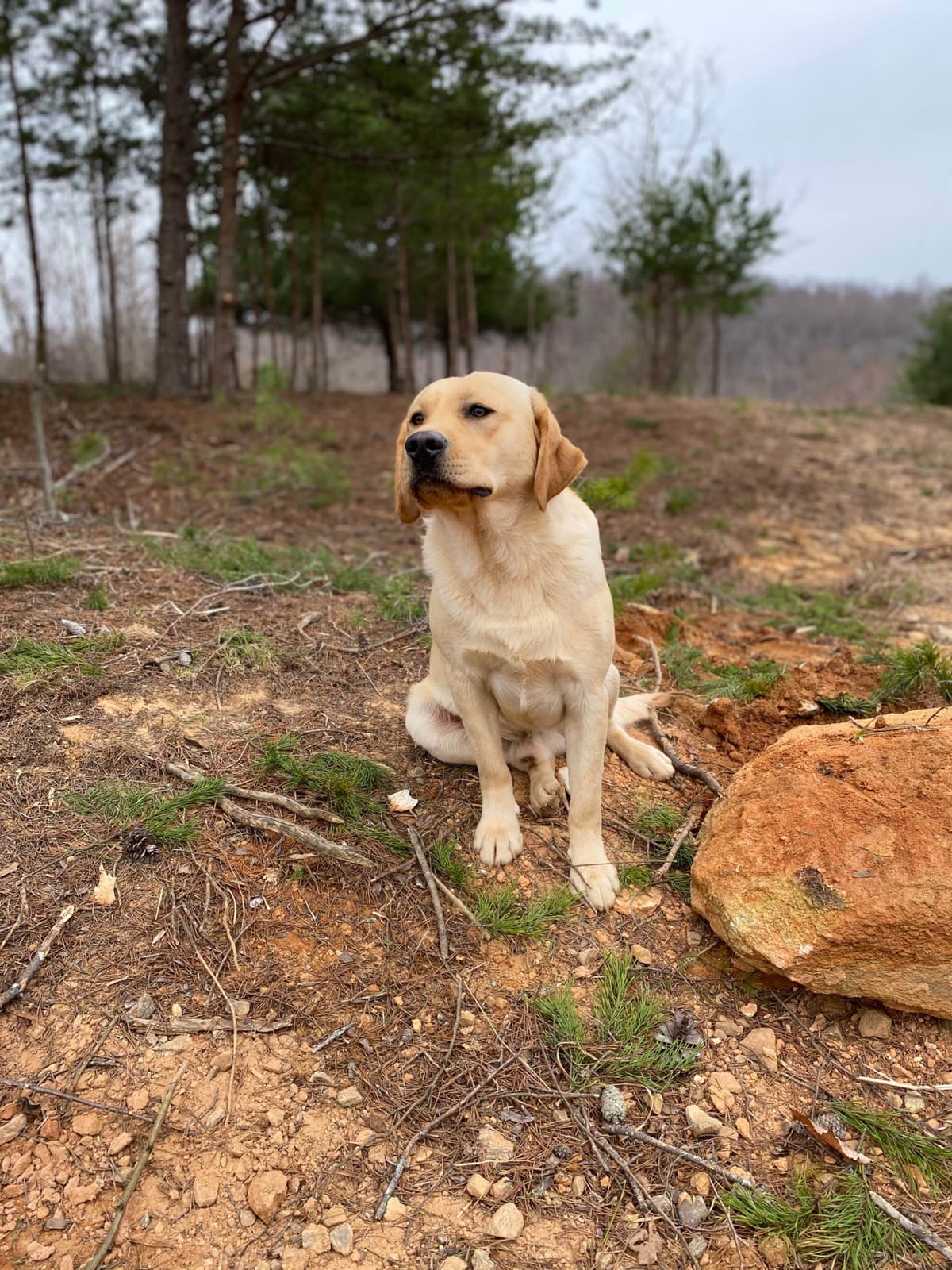Labrador Retriever Puppies breeder image 8